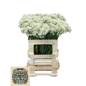 Allium Tuberosum
