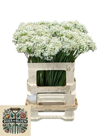 <h4>Allium Tuberosum</h4>