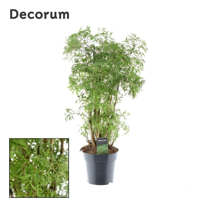 <h4>Polyscias Hawaiiana Ming vertakt</h4>