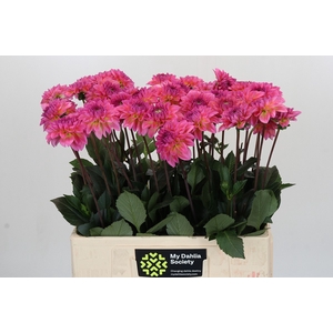 Dahlia Esli