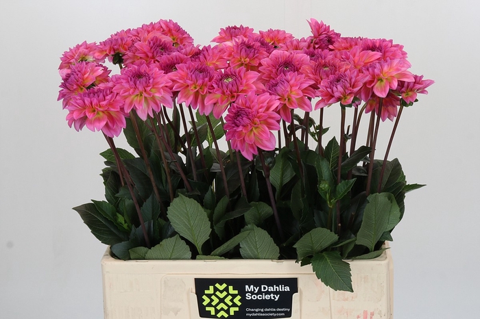 Dahlia Esli