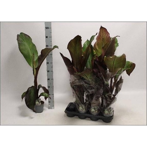ENSETE VENT MAURELII