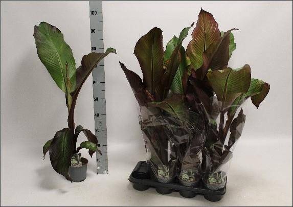 <h4>ENSETE VENT MAURELII</h4>