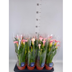 Zantedeschia  'French Kiss'