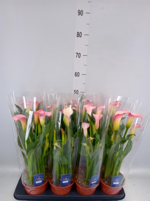 <h4>Zantedeschia  'French Kiss'</h4>