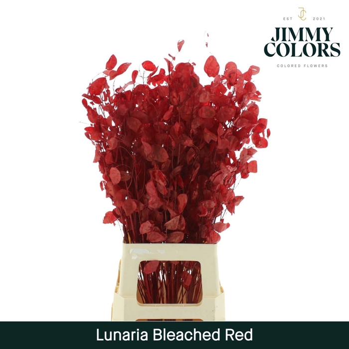 <h4>Lunaria Gebleekt Red</h4>