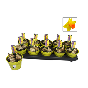 Bol op pot Narcis 12cm Spring fire