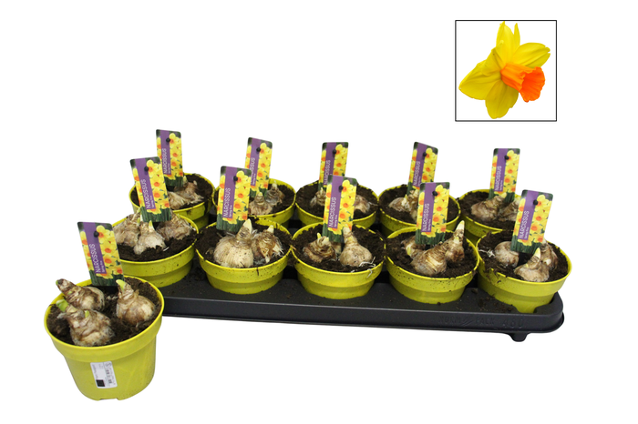 <h4>Bol op pot Narcis 12cm Spring fire</h4>