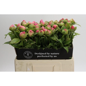 Paeonia Coco Chiffon