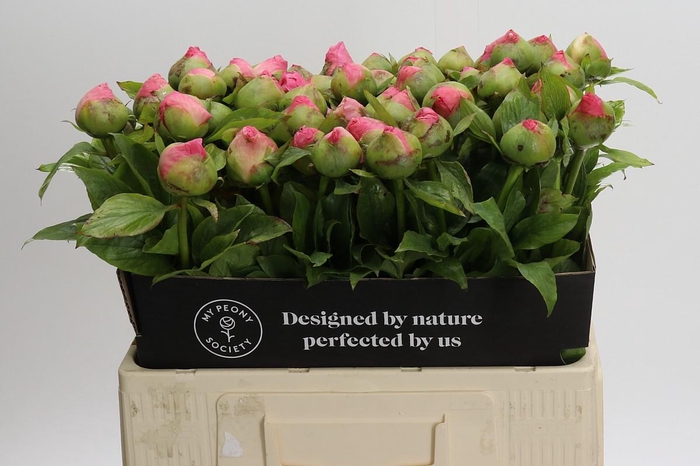 Paeonia Coco Chiffon