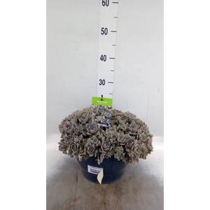 Orostachys furusei