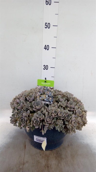 <h4>Orostachys furusei</h4>