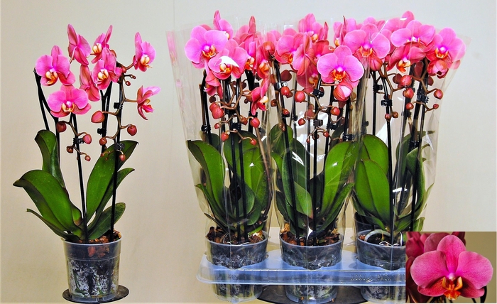 <h4>PHAL EL CASCADE</h4>