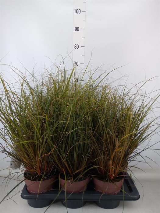 <h4>Uncinia rubra</h4>