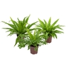 ASPLENIUM VARIADO P17