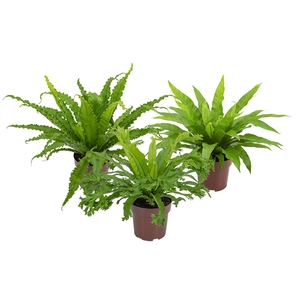 ASPLENIUM VARIADO P17