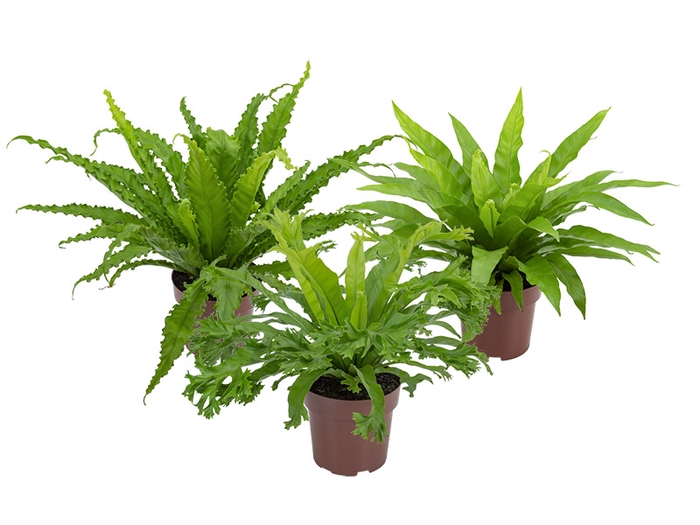 <h4>ASPLENIUM VARIADO P17</h4>