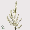 Prunus Gland White Spray