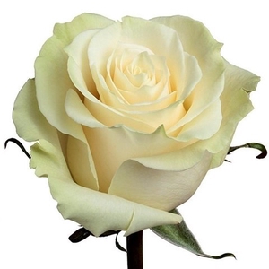 R Gr Mondial White 50cm CO