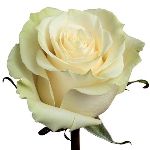 <h4>R Gr Mondial White 50cm CO</h4>