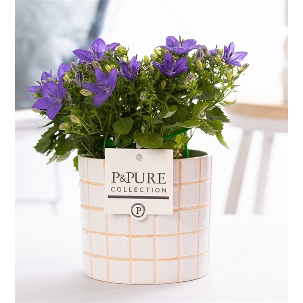 <h4>Campanula Napoli Pure 'Tirza'</h4>