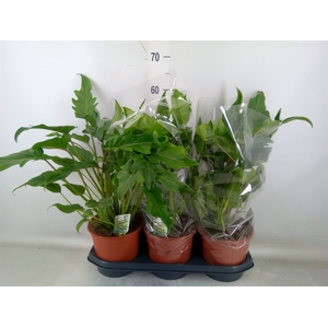 Codiaeum var. GR 'Excellent'
