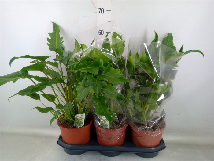 <h4>Codiaeum var. GR 'Excellent'</h4>