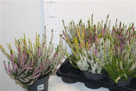 <h4>Callu Bl Gem Pt 3kl</h4>
