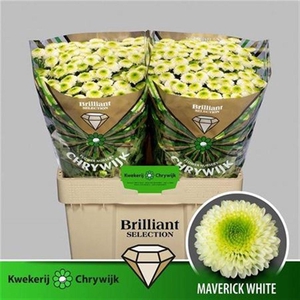 Chr S Maverick White Brilliant