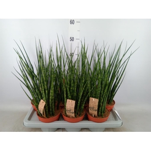 Sansevieria  'Fernwood'
