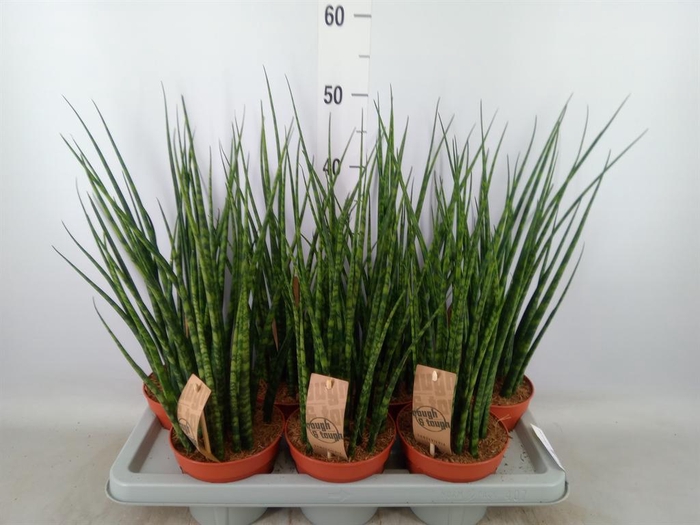 <h4>Sansevieria  'Fernwood'</h4>