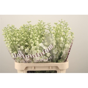 Delph El Dewi Impressive White