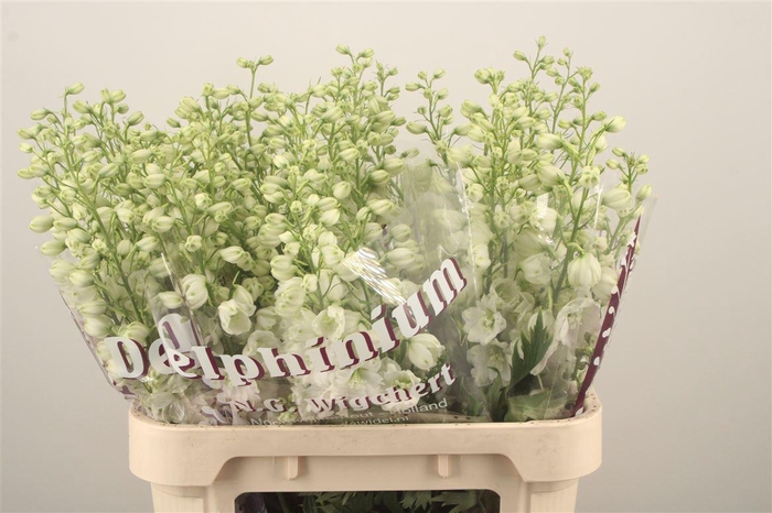 <h4>Delph El Dewi Impressive White</h4>