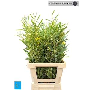 Acacia Bl Retinodes Bs