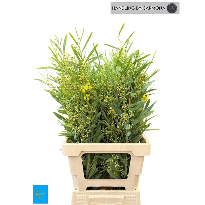<h4>Acacia Bl Retinodes Bs</h4>