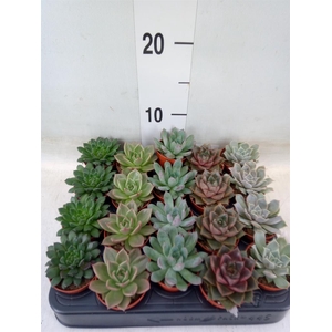 Echeveria   ...mix