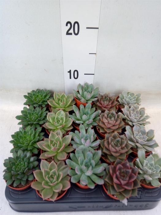<h4>Echeveria   ...mix</h4>