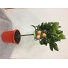 Citrus sinensis