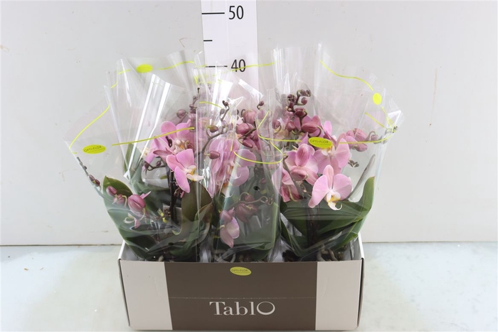 <h4>Phal Tablo Cosmopolitan 2 Spike</h4>