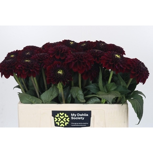 Dahlia Black Fox