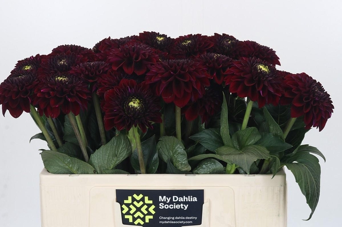 <h4>Dahlia Black Fox</h4>