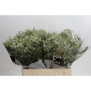 Limonium sinensis Clear Diamond
