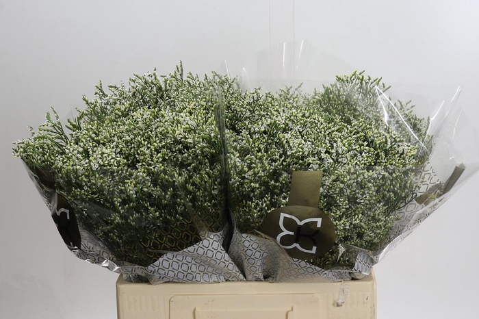 <h4>Limonium sinensis Clear Diamond</h4>