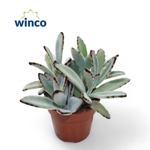 KALANCHOE TOMENTOSA