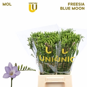 Freesia enk Blue Moon