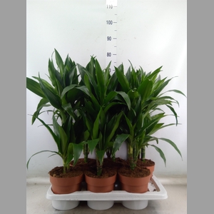 Dracaena frag. 'Janet Craig'