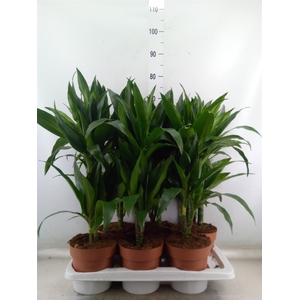Dracaena frag. 'Janet Craig'