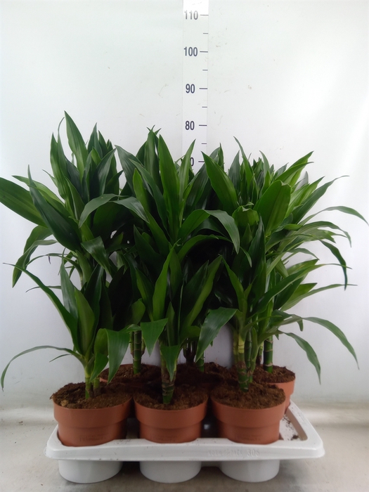 <h4>Dracaena frag. 'Janet Craig'</h4>