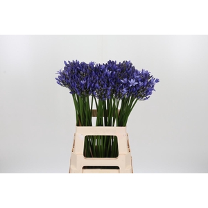Agapanthus Blue Heav