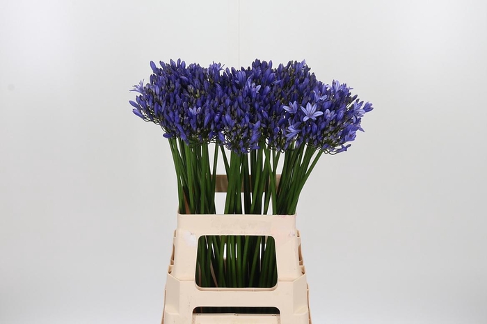 <h4>Agapanthus Blue Heav</h4>